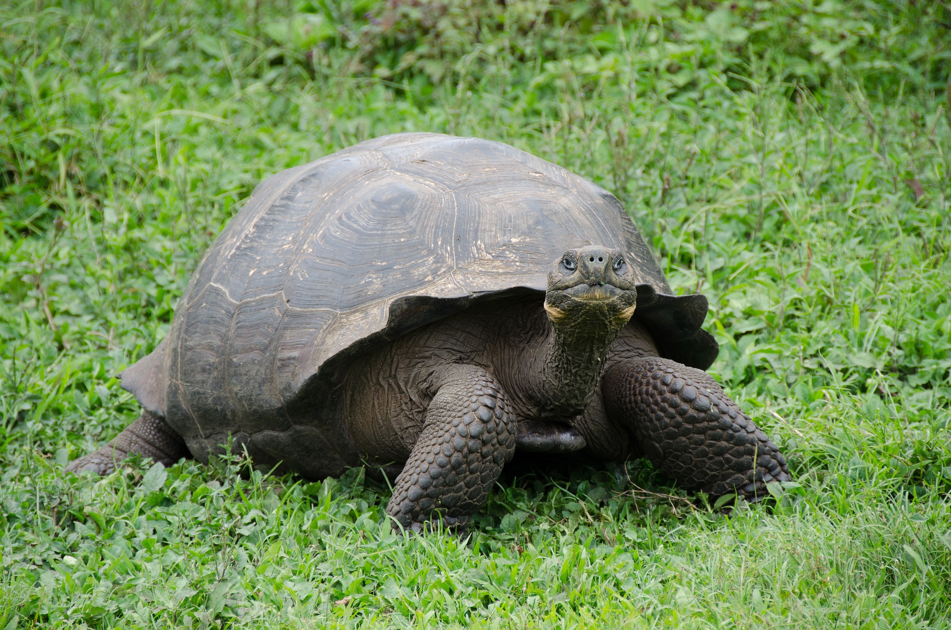 Rounded image