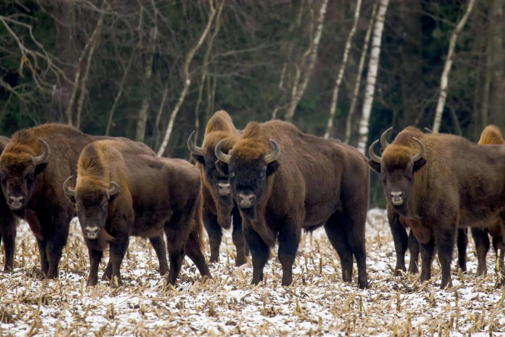 ビャウォヴィエジャ森林保護区（ベラルーシ共和国及びポーランド共和国）