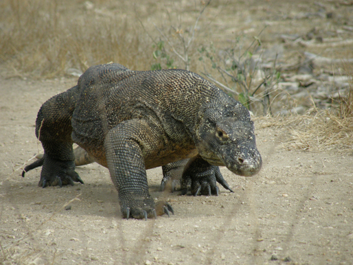 『コモド国立公園』（インドネシア国）自然遺産