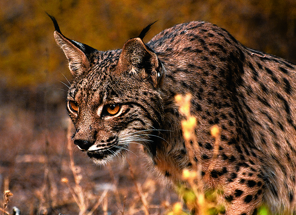 ドニャーナ国立公園（スペイン）